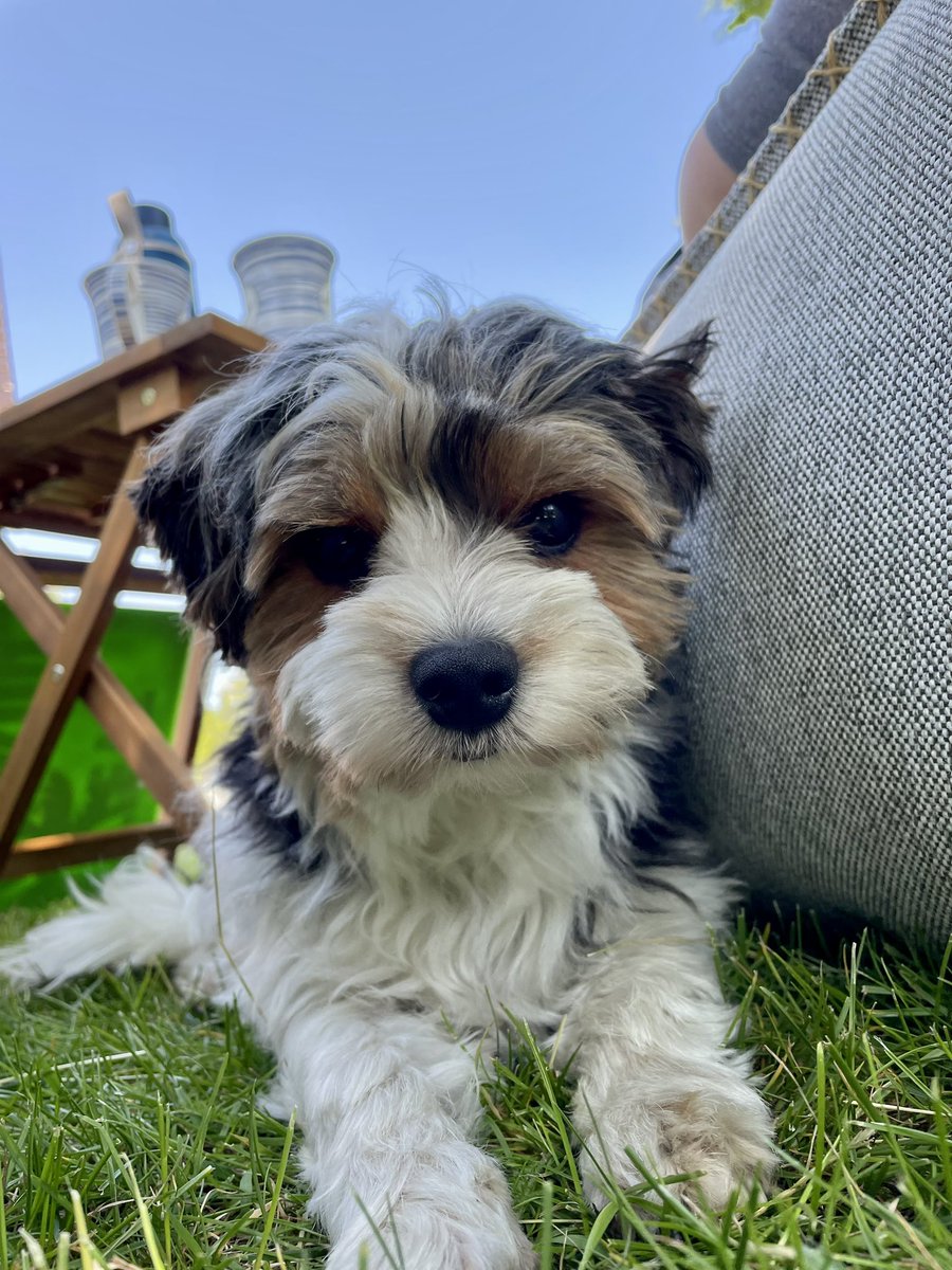 McBurn's tweet photo. #Chillen mit Frauchen und Herrchen auf den #SACKit‘s im Schatten.
Kann ich! 😎 #Yasmo #DogsofTwitter #Rasen #Garten #fuckinggoodweather https://t.co/lBmITl7V1s