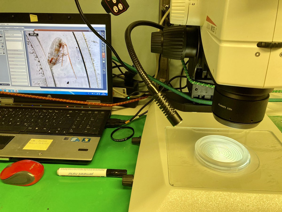 There are so many science projects happening on expedition #PS136 - here we are identifying and photographing small zooplankton called copepods. A key species of interest for project BIOPOLE @BAS_News #PS136 #Polarstern #BIOPOLE #Arctic #PolarScience