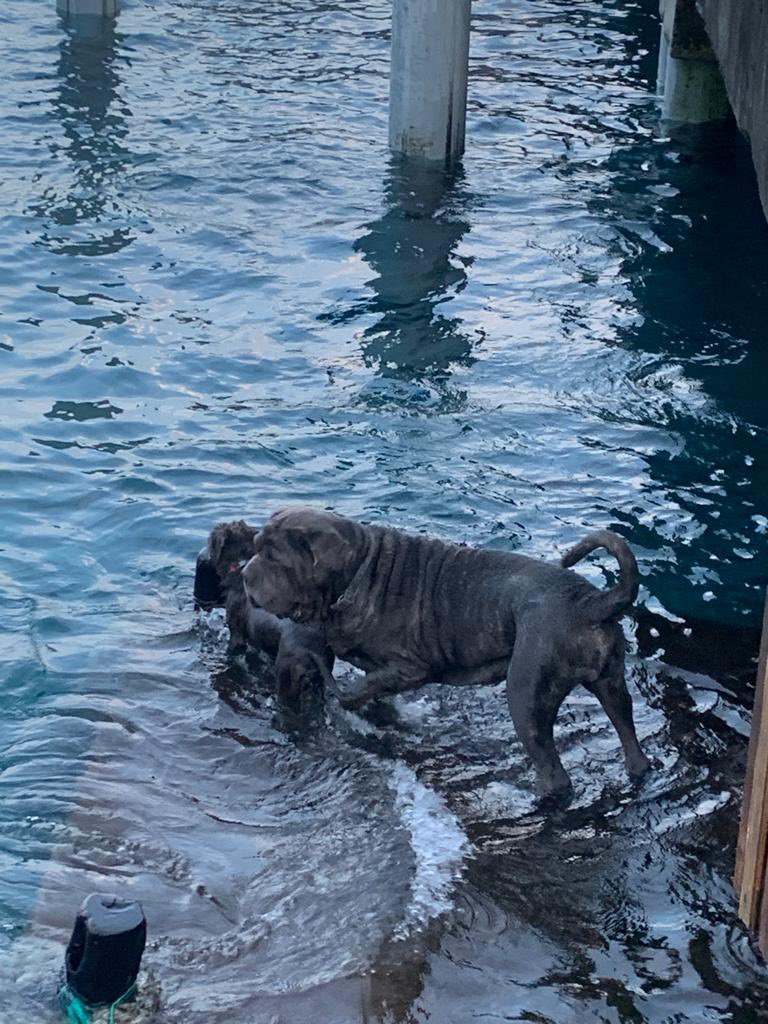 En San Cristóbal no es un adorable perro pequeño ni son zayapas 🦀 ni iguanas marinas bebés las víctimas, los perros de raza molestan a los Lobos marinos y sus tutores son residentes permanentes. @sancristobalgad uds tienen una ordenanza y dicen aplicarla, qué harán?