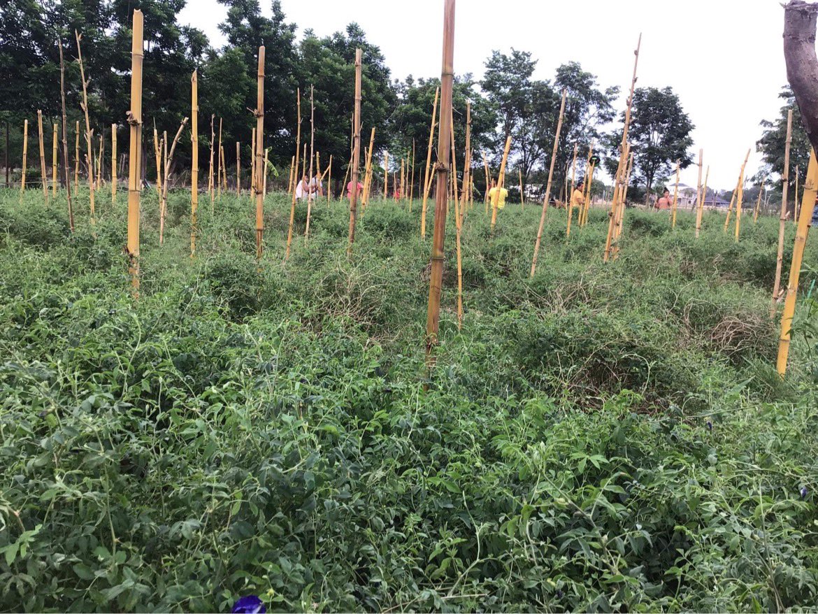 足に障がいのある男性陣が花の収穫を担当しています。お花を摘んで乾かして出荷。ハーブティーや自然色のチョコレートの原料になります。
雨季に支柱を200本立てて蔓が縦に伸びやすくします。手分けして設置作業。だいぶ進みました！
作業が完了したらバナナを植えて、畝に追肥します。
#ラオス