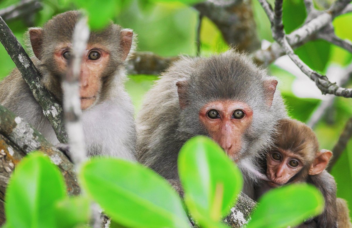 A #curious and unusually docile #macaque family of #Sundarbans, intrigued by my presence in the #forest. 🐒 #rhesusmacaque #westbengal #wildlifephotography #wilderness #wildlifeofindia #naturephotography #nationalpark #tigerreserve #biospherereserve #indiwild @IndiAves