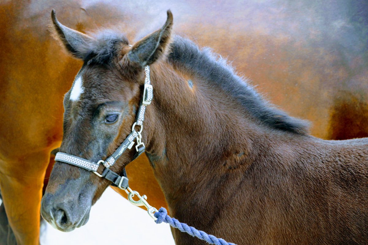 Westfälische Stuten- und Fohlenschau 2023 in Drolshagen. Glückwunsch an meine kleine Schwester Steffi, ihr Stutfohlen „Joy“ und die Mutter „Carlotta“ zum 1. Platz. Ein schönes Tier, eine gute Vorstellung und ein liebevoller Umgang haben die hervorragende Platzierung gesichert.