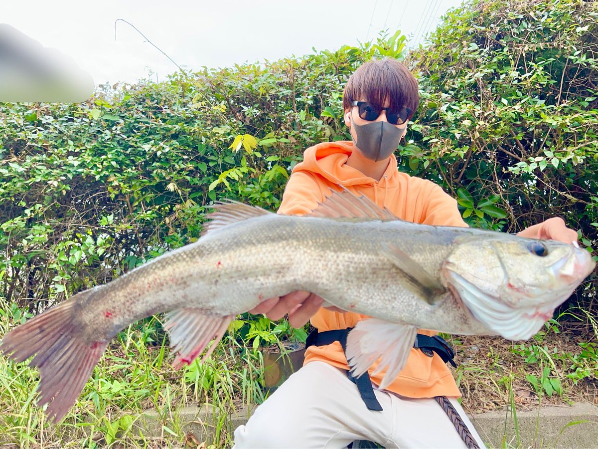 shun2510h's tweet photo. ボラリバウンドで、良型ドン！

デイゲームの1匹はまじで格別。

ヒレピンイケメン。

#シーバスデイゲーム
#daiwa
#coreman 
#IP18sc https://t.co/mCELWQEaYl