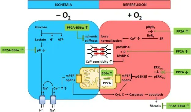 Recent work published in @JMCCPlus from the group of Uwe Kirchhefer @WWU_Muenster with @Julius_Herting as #FirstAuthor showed that overexpression of a certain #Phosphotase (PP2A-B56α) is #protective against #IschemiaReperfusion injury.
buff.ly/43qETvg