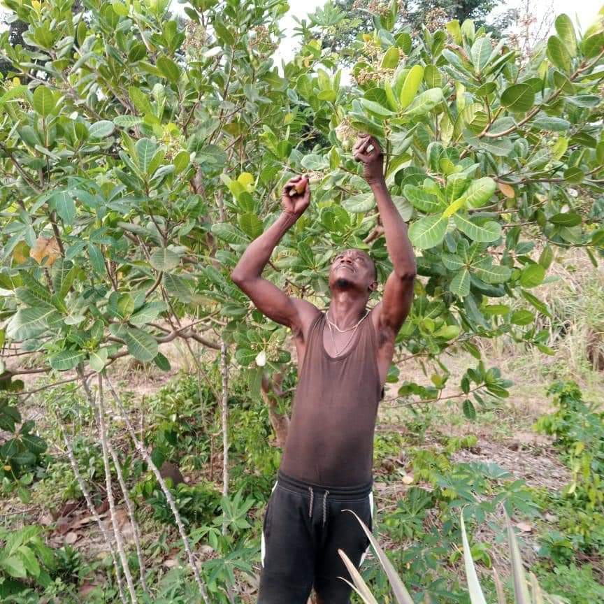 Last week, ACEF - Africa Climate and Environment Foundation @ACEFngo #Sierra_Leone held a training session with cashew farmers on  agro-processing and gap filling incashew nut farming