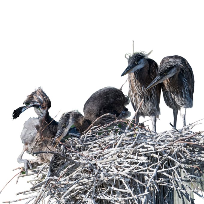 Purple Heron nest