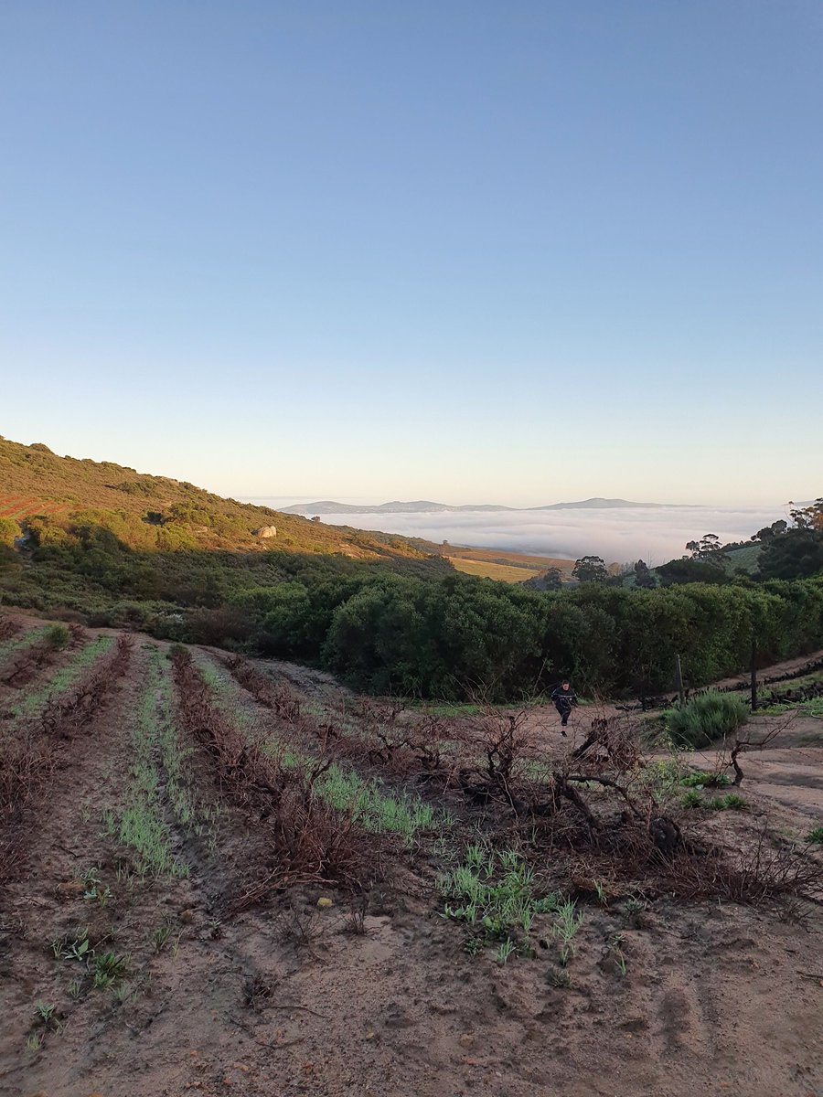 Morning mist in the winelands, on a #mudrun. 😳