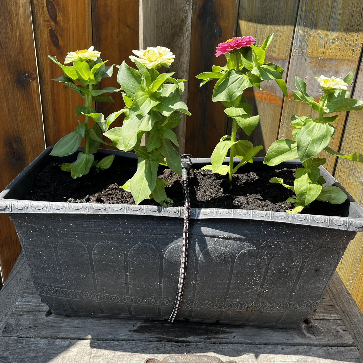 KarenSW139's tweet photo. I got sucked in again by the 30% off sale on the beautiful plants at #SumkaGardenCentre #PlantObsession https://t.co/rCdC78PxKD