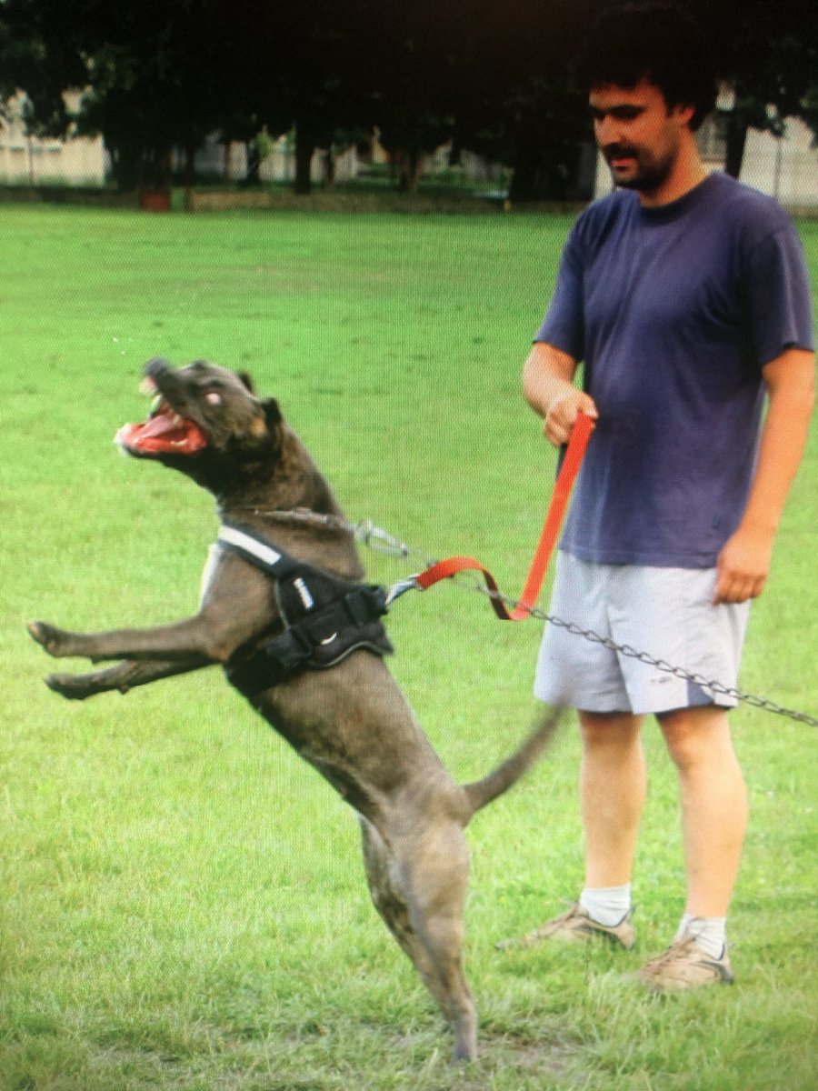 AndanteBandog's tweet photo. (1/4) Here is the first from four most significant foundation females were used in Andante Bandog breeding program. 2008 โAndante ยดs Killaโ (Akima SBH) - Slovakia๐ธ๐ฐ
#bandog #bandogee #andantebandog #slovakianmastiff #andantebandogkennels #andantebandogfamily #bandogslovakia https://t.co/D8ttTl3yXW