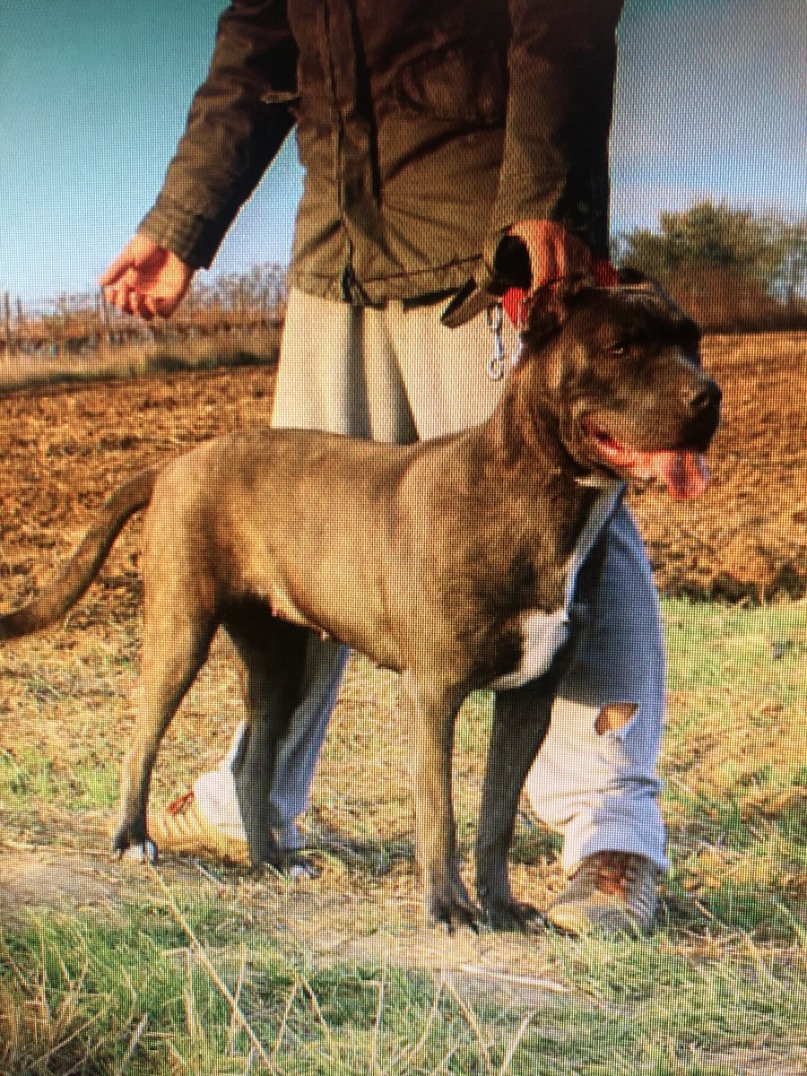 AndanteBandog's tweet photo. (1/4) Here is the first from four most significant foundation females were used in Andante Bandog breeding program. 2008 โAndante ยดs Killaโ (Akima SBH) - Slovakia๐ธ๐ฐ
#bandog #bandogee #andantebandog #slovakianmastiff #andantebandogkennels #andantebandogfamily #bandogslovakia https://t.co/D8ttTl3yXW