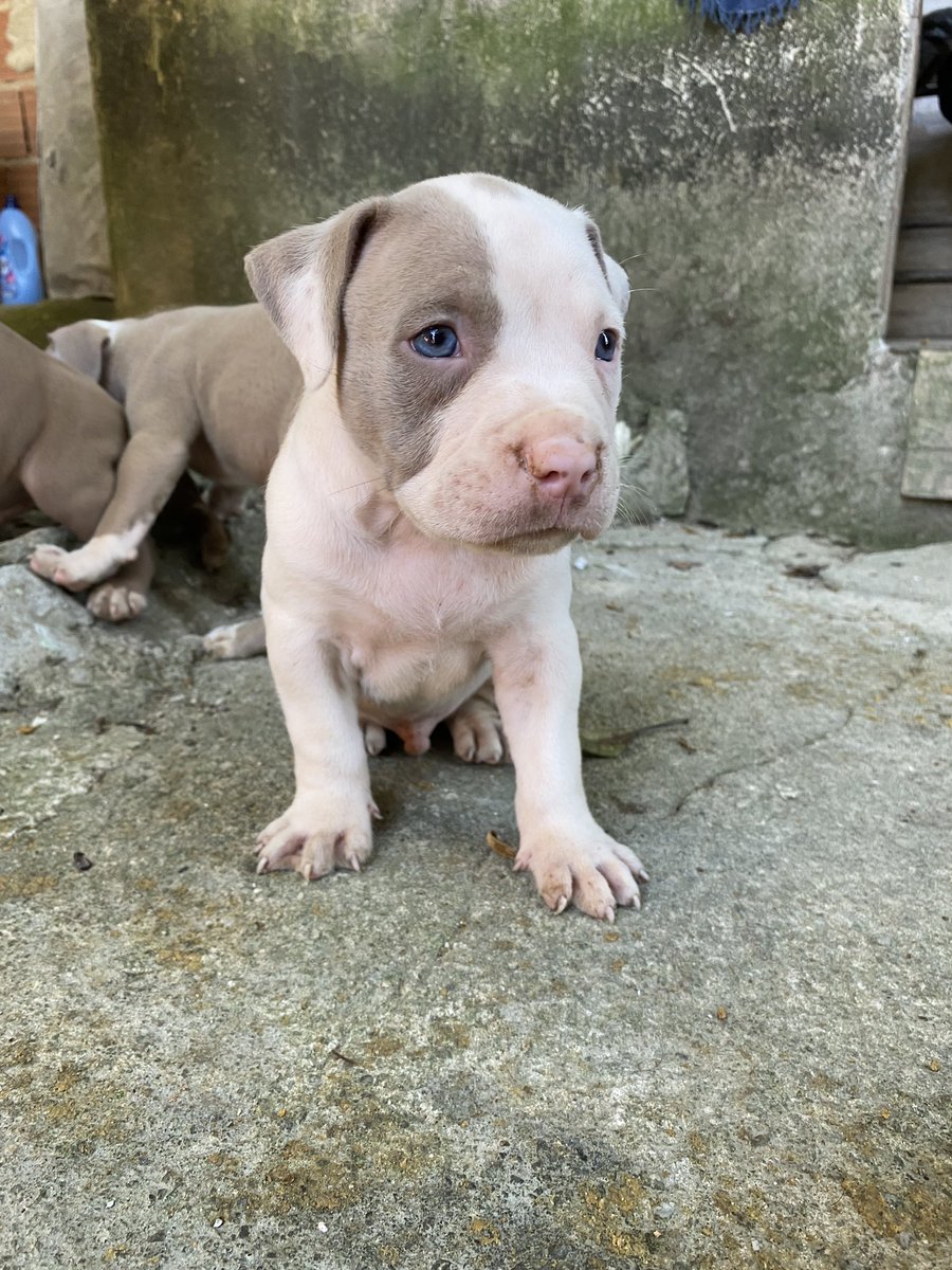 coorujaa71's tweet photo. Vem q tá baratinho, filhotes de american bully 🥰🙏 https://t.co/jKbkQ2E37t