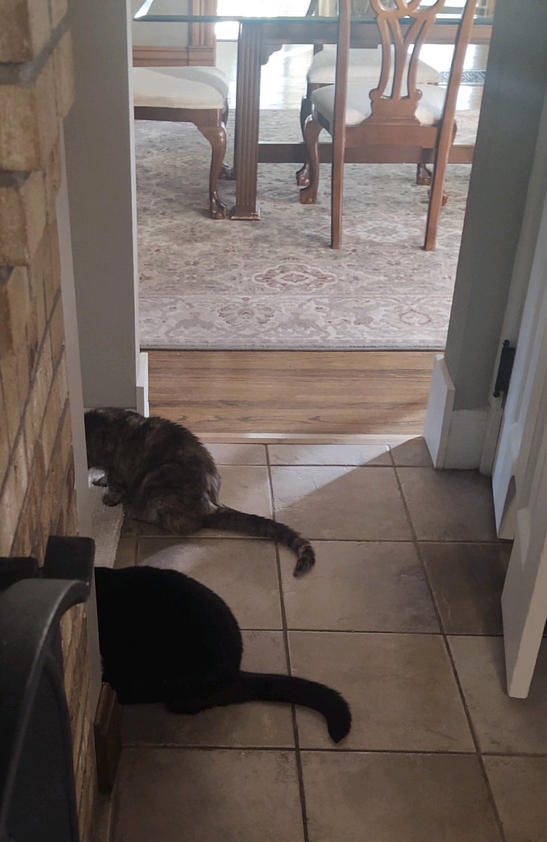 Gaetz8's tweet photo. Synchronized dining: breakfast version
#Caturday https://t.co/ipqKr0j8xx