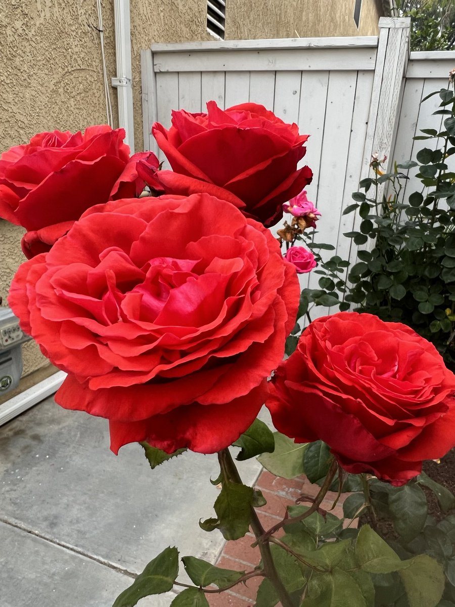 My lovely red roses ♥️🍃🌹🍃♥️

          📸 By Me 💚