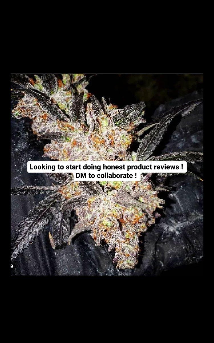 #cannabis #cannabiscommunity #cannabisculture #cannabiscup #cannabiscures #cannabissociety #cannabisoil #cannabisdaily #cannabisindustry #CannabisPhotography #cannabisismedicine #cannabislife #cannabislove #cannabiseeds #cannabisclub #cannabislifestyle #cannabisconnoisseur #weed
