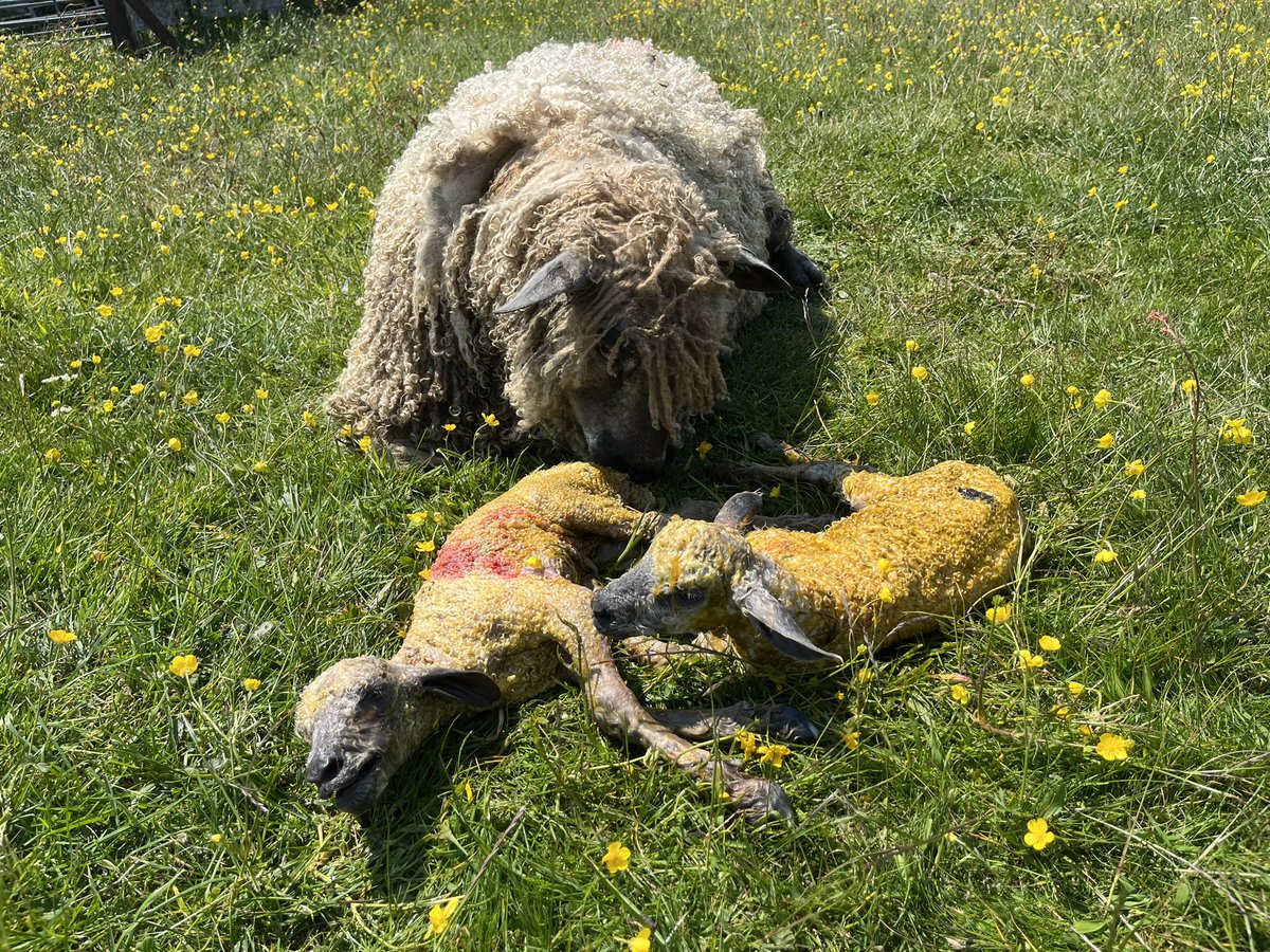 Gam Farm Rare Breeds tweet media