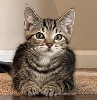 BillyTheKidden's tweet photo. Hi! I'm Gilbert (Gil), a Male Domestic Shorthair Cat. #DomesticShorthair #Cat #BillytheKiddenRescue https://t.co/YvlZ1WTCLp https://t.co/3E1lHmFLO7