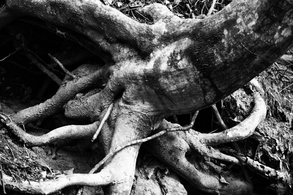 Roots
#photo #photography #snapshot #streetphotography #naturephotograpy #nikon #sigmalens