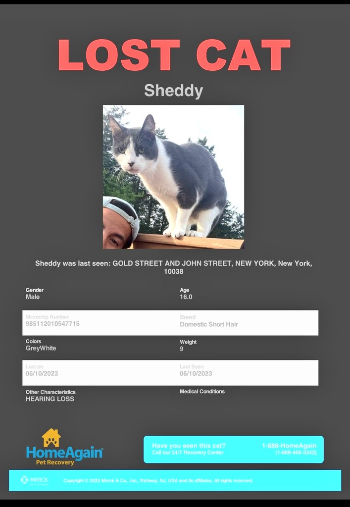 🆘️Deaf 16 yesrs old cat missing 📢🗽🇺🇸🆘️😿Please RT to find Sheddy  #NYC #missingcat #lostcat #Manhattan #Downtown 
#CatsOfTwitter 🐈