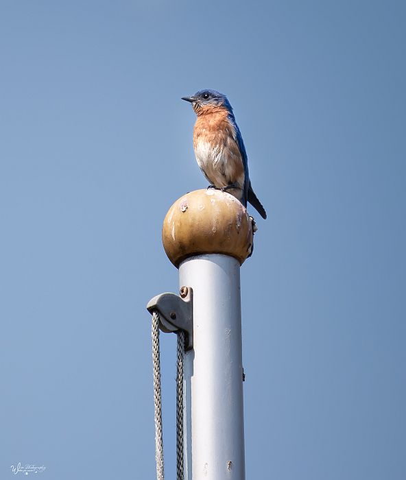 JennyWisePhotos's tweet photo. June 10: Bluebird
Manheim Township, Lancaster, Lancaster County, Pennsylvania, USA
https://t.co/n7sdYMm1bg
https://t.co/PvSbLYCU8K
#june10 #bird #birds #springbirds #springbird #birdonapole #featherfluff #fluffedfeathers #bluebird #bluebirds #wildbirds #flagpole #birdphoto https://t.co/zIWHDjHZpi