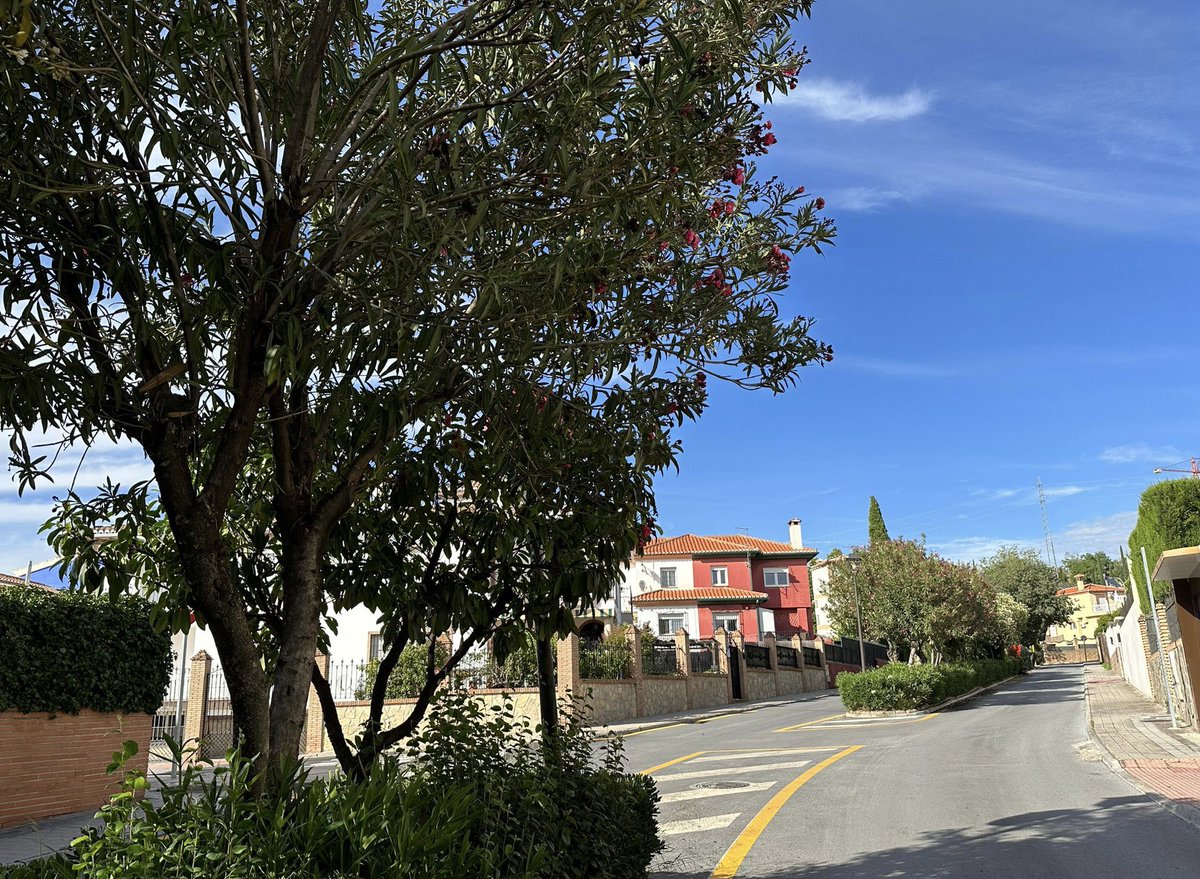 Aurora Suárez tweet media