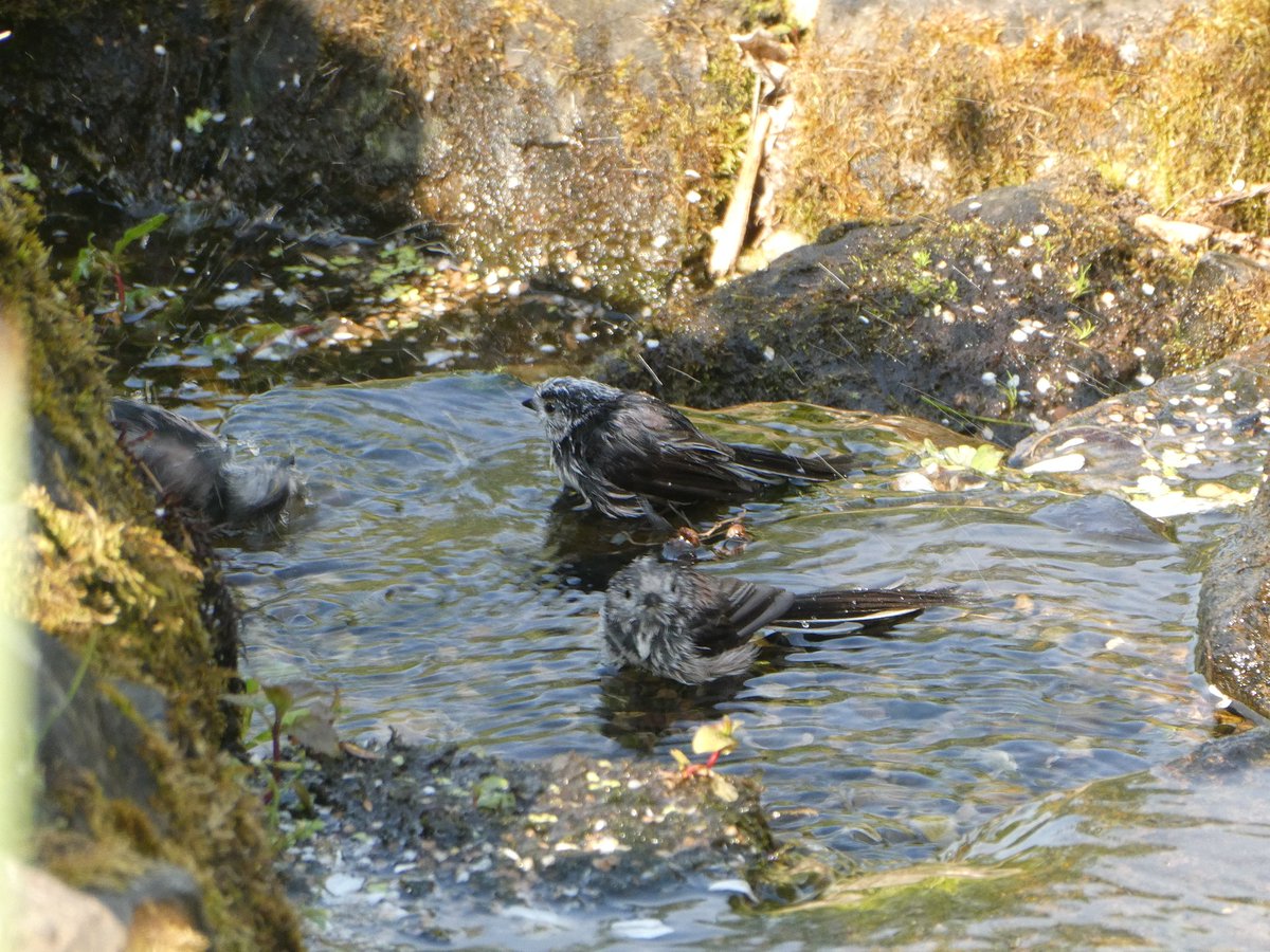 Day 10 #30DaysWild Bath time gave a wee surprise when a blackcap joined the bull finches and long-tailed tits!