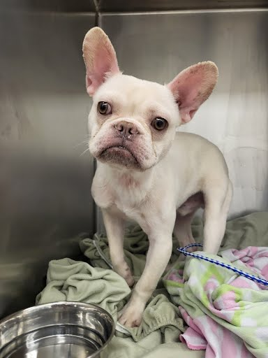 CutePetsAustin's tweet photo. HI! I'm Thor. <b>Description:</b> I am a white, animal,who looks like a French … https://t.co/IMIINe6XSy https://t.co/D6CnxmD9iU