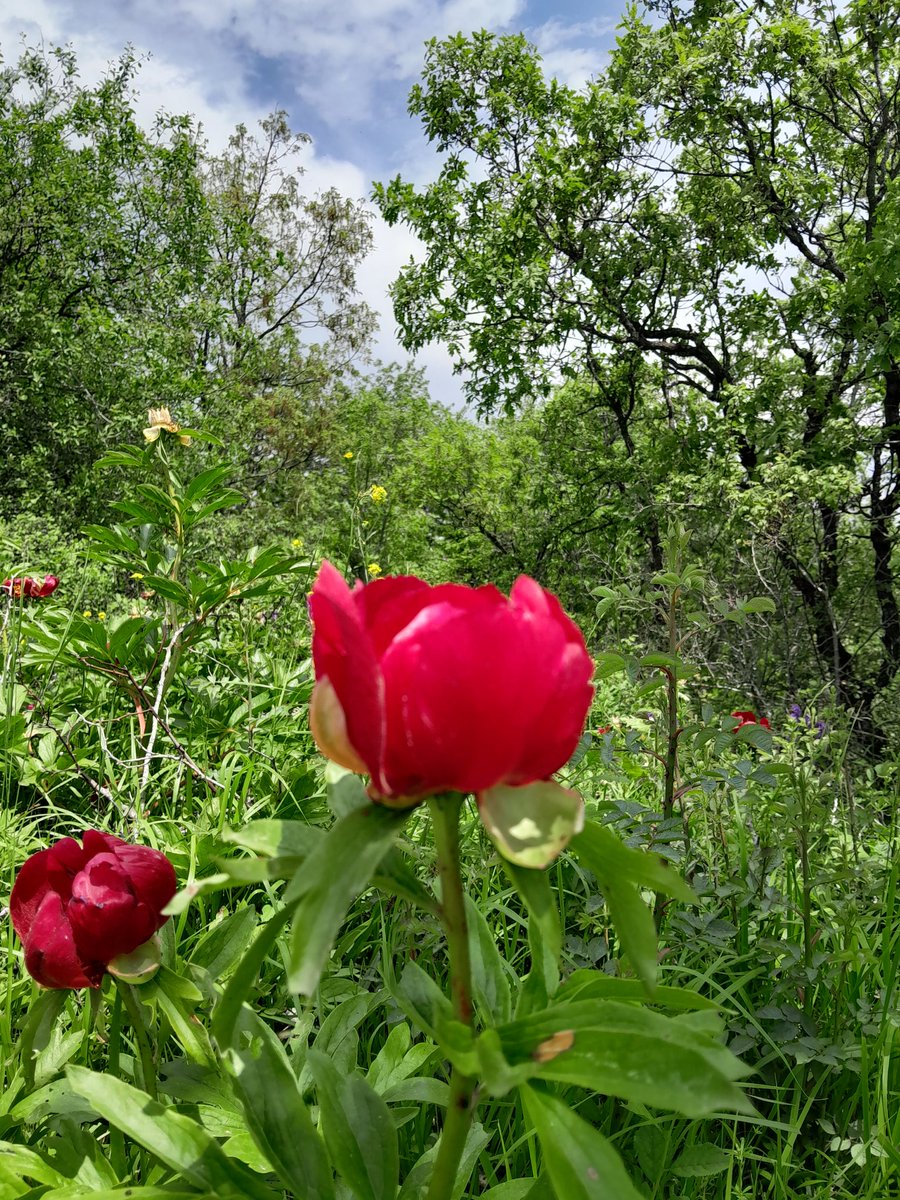 " Yaban gülü müsün sarp kayalarda,
El değmeden solacağın belliydi."