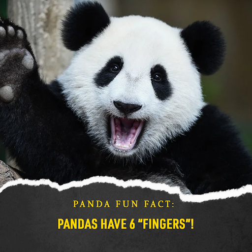 LingLingPanda's tweet photo. Our company is named after Ling Ling the Panda, who was loved by millions when she lived in the National Zoo in Washington, DC. We honor her proud name and heritage by featuring her image on our products.

🐼Panda fun fact of the day 🐼
Did you know that pandas have 6 “fingers”? https://t.co/4yvjvPGrHz