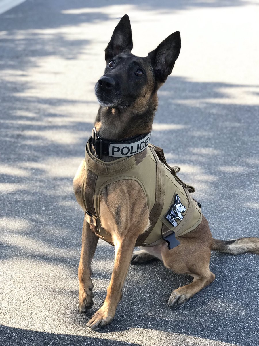 K9 Kana is all vested up, thanks to your donations!!
If you would like to help protect more K9s.. here’s the link! k9sofvalor.org/vests
We can ALL make a difference! Donate if you can, RT if you can’t, or both!! These doggos protect us every day, let’s do the same for them!