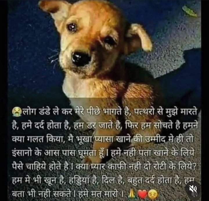 ScorpBab's tweet photo. Please be kind to these pure souls ❤️ 🙏
#PureSouls #cute #doggo #doglovers #animallovers #save #savehumanity https://t.co/JQAvdk8trg