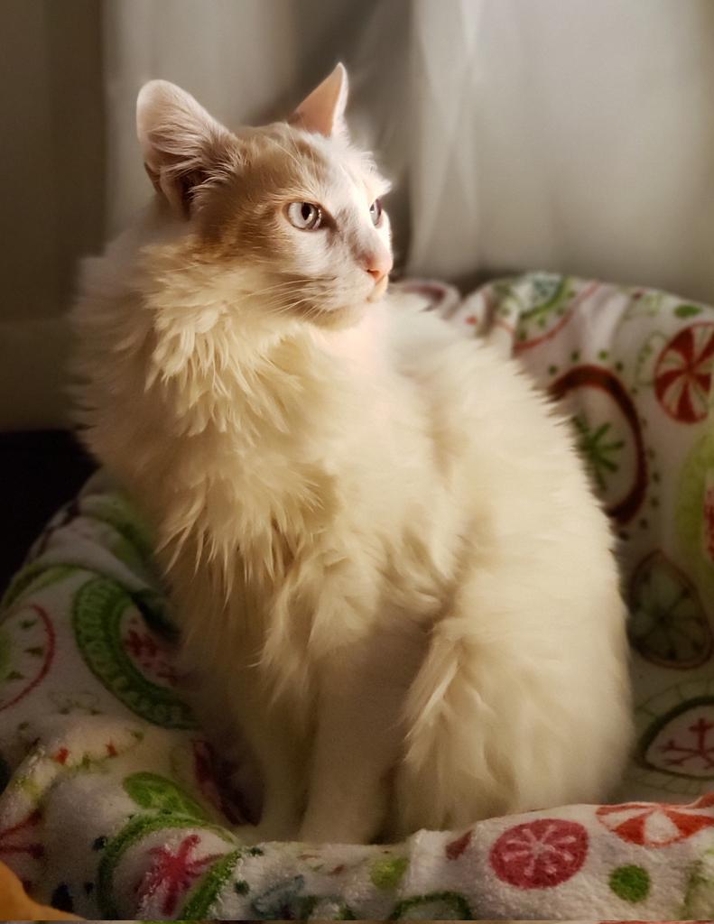 Happy Caturday! Here's Sunny the Cat posing for a glamor shot!