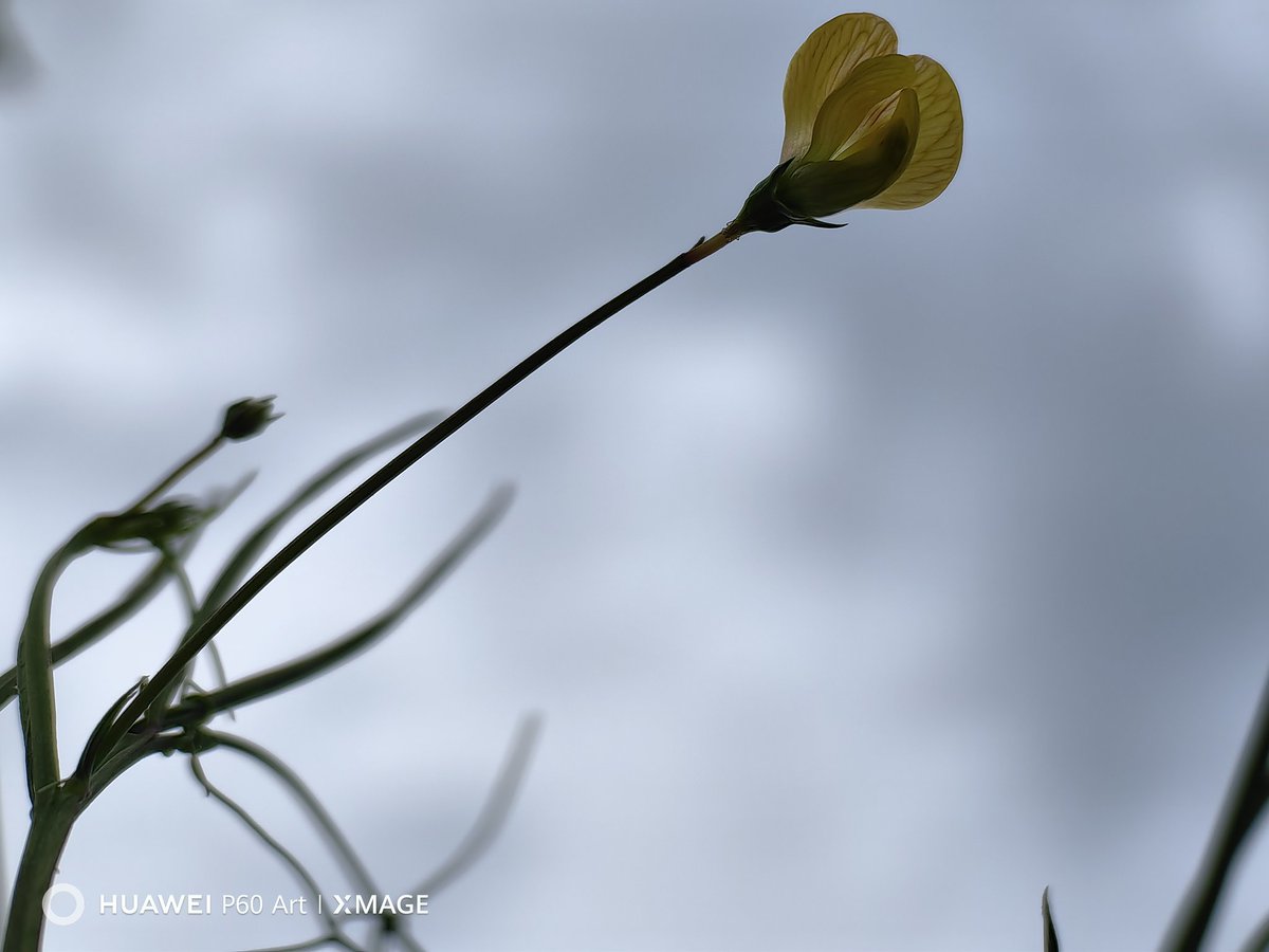 Also today is gone too fast! Pleased to share another set of captures from the Huawei P60 Art.
I wish for all of you a lovely night 😇

#Huawei #HuaweiP60Art #NaturePhotography #flowers #pictures #streetphotography #ShotOnHuawei #ShotOnSnapDrago #HuaweiMobile @HuaweiMobile