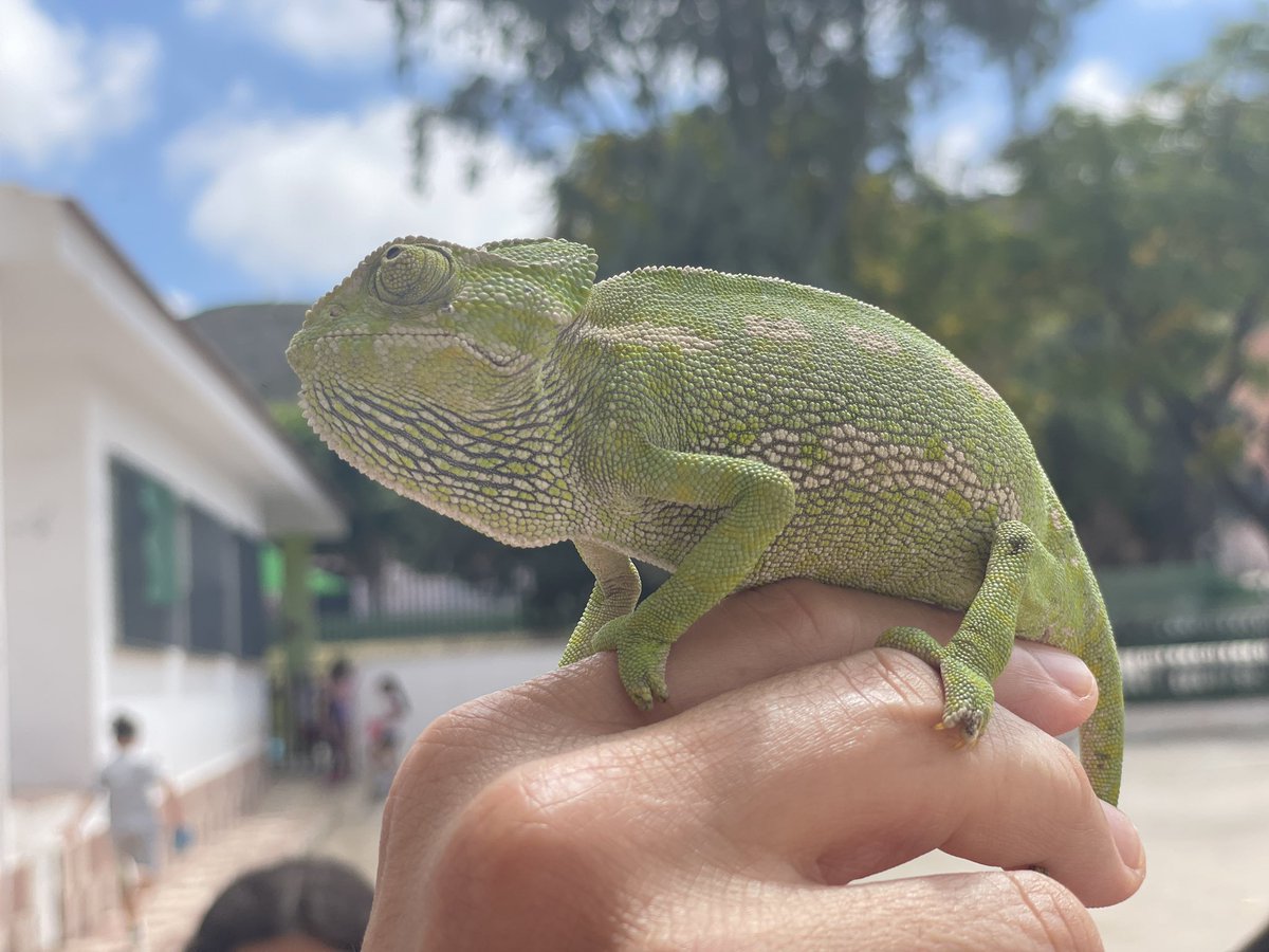 divercineando's tweet photo. El otro día apareció un #camaleon en nuestro centro. Es una especie protegida así que el maestro Paco se encargó de devolverlo al campo. 
NO LO CAPTURES NUNCA. 
Debe estar en libertad. #especiesprotegidas 
#MedioAmbiente #CuidemosElPlaneta https://t.co/ALPw9oF76D