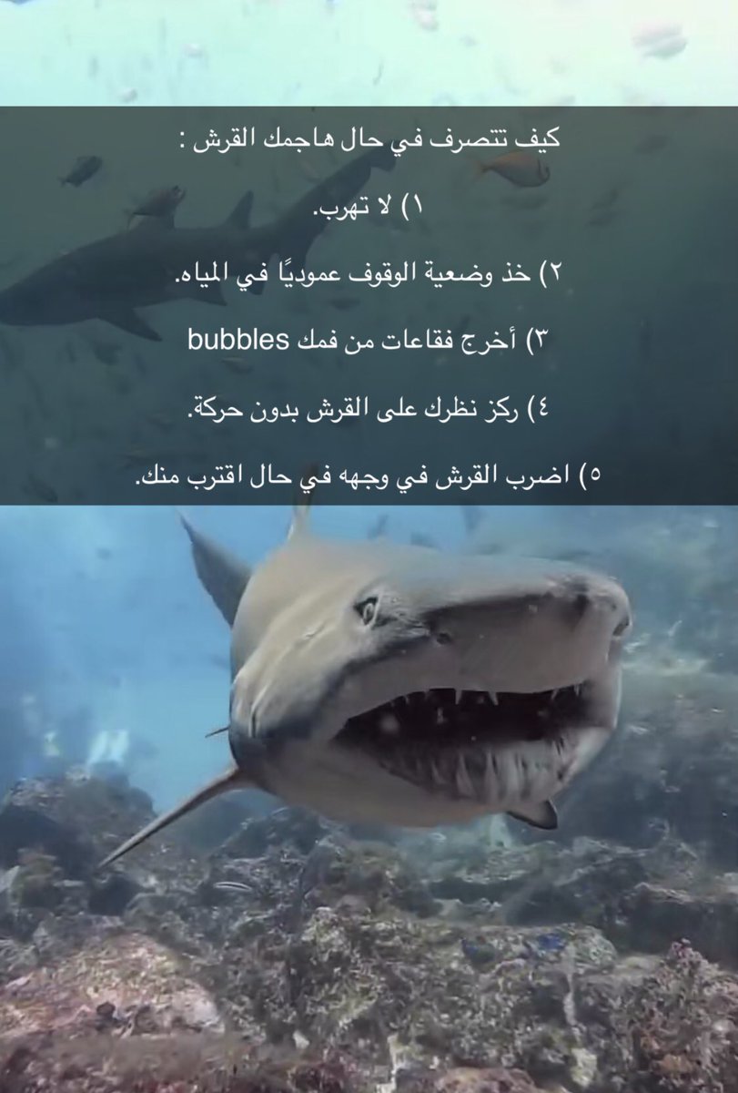 bobarrak777's tweet photo. اي احد يهجم عليه قرش يطلع فقاعات عشان يشم ويهرب😂👇🏾👇🏾 https://t.co/lbuyXu2HvF