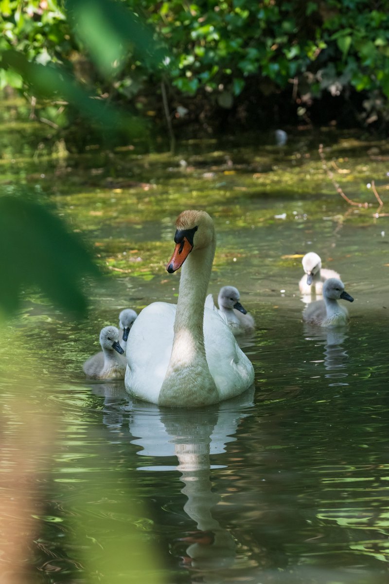 Family outing
@WWTArundel @UKNikon 
@NikonEurope #TwitterNatureCommunity 
#Swans #seenin2023