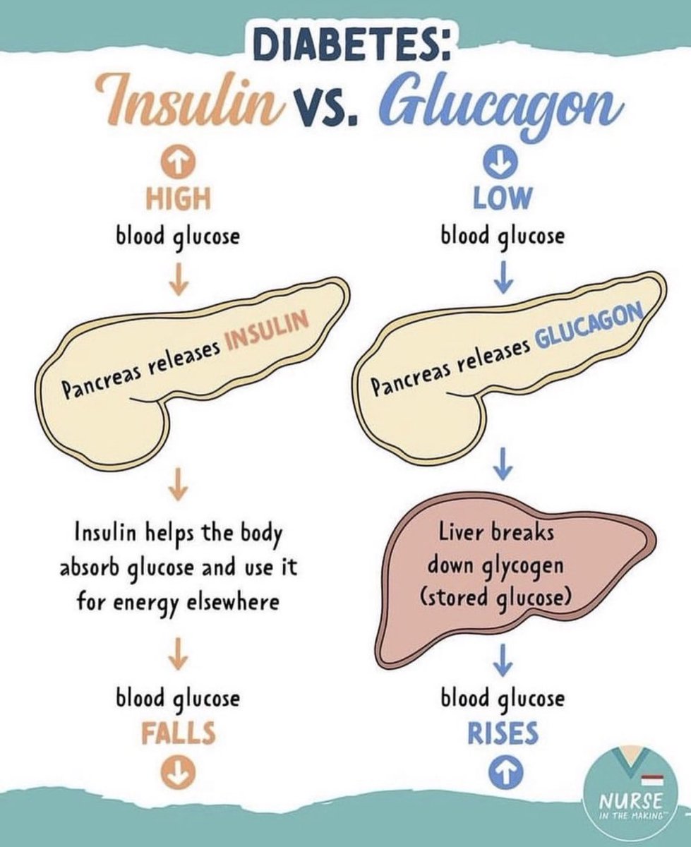 Insulin vs. Glucagon