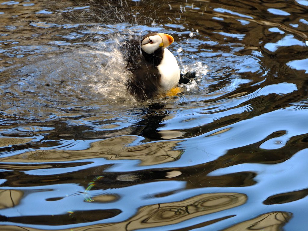 Make a splash today! #puffins