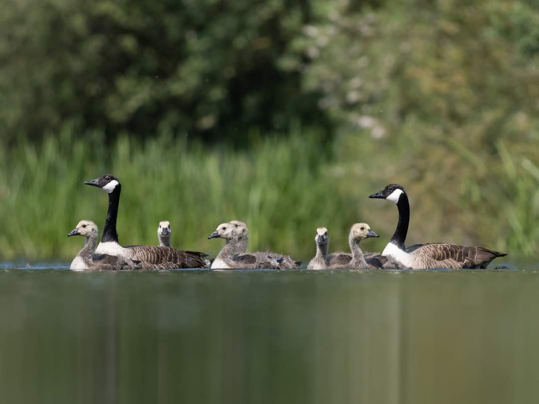 BOB ILES tweet media