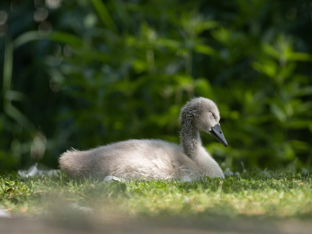 BOB ILES tweet media