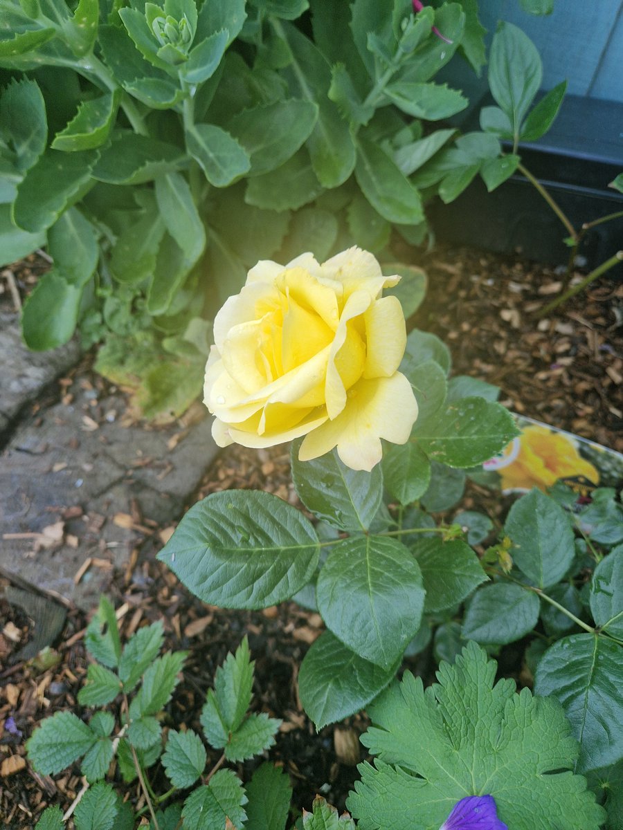 chablis_2020's tweet photo. @braintumourrsch Mine out too today. Beautiful rose https://t.co/DzC4XVg4Uf