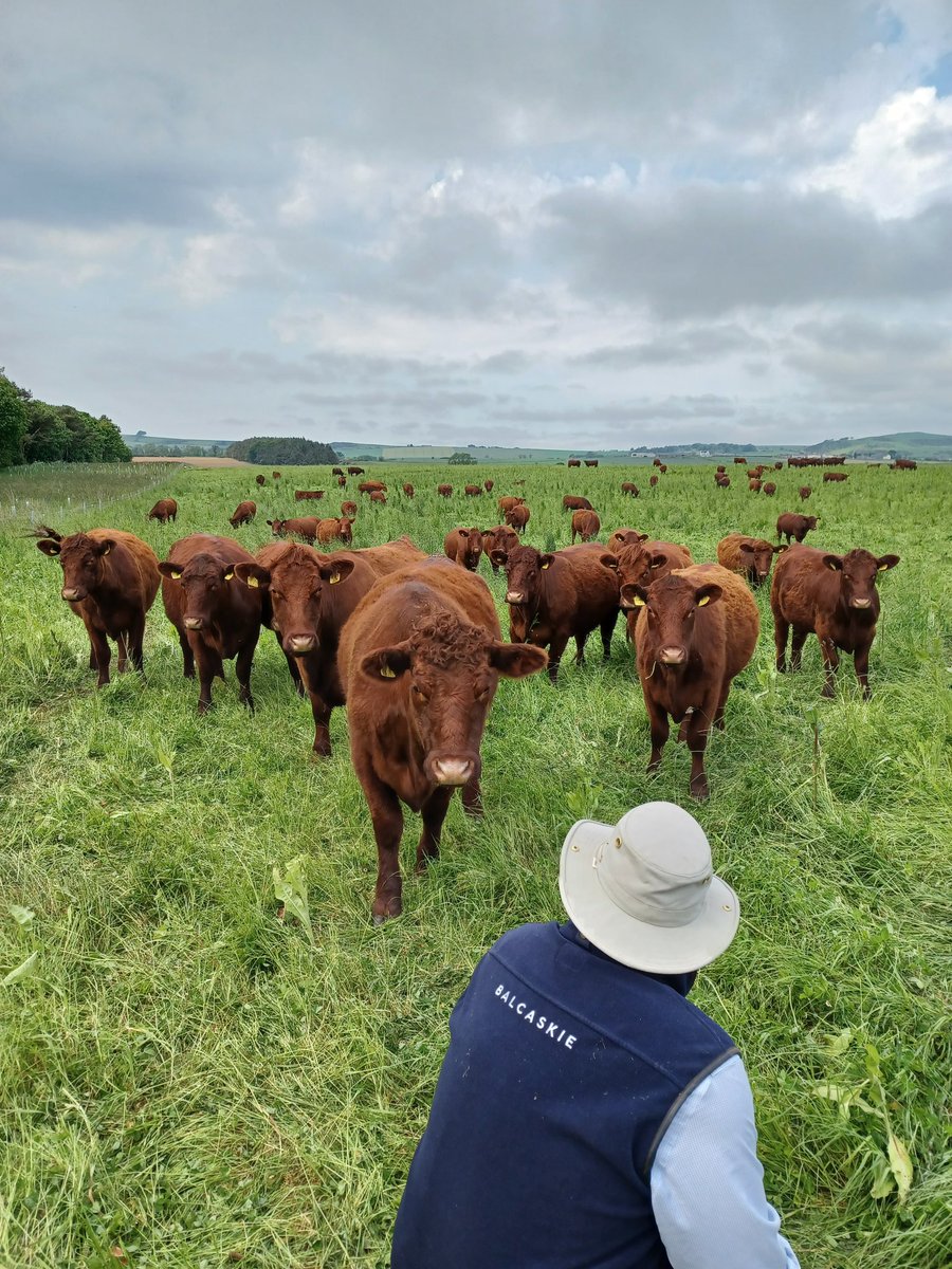 Kimkjaerside's tweet image. We had lunch at @BowhouseFife followed by a tractor 🚜 experience @BalcaskieEstate Seeing sheep sheering, getting up and close with the cattle and travelling around the estate #agritourism #lovefife #familyfun @welcometofife @VisitScotland @ScotAgritourism