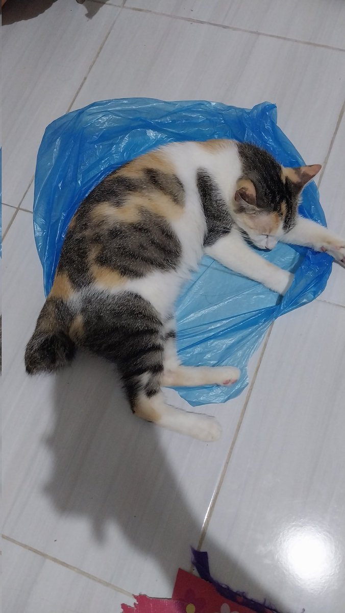 noodlecheeseeee's tweet photo. @kochengfs hihi sama2 calico 😍 https://t.co/Xs6I2egFQ7
