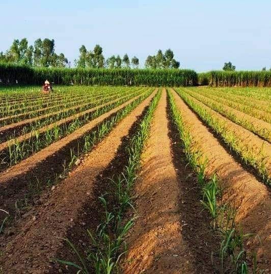 आज 2 ऐसे किसानों को पुरस्कृत किया गया जिन्होंने 1,000 कुंतल से अधिक प्रति एकड़ गन्ना का उत्पादन कर एक नया कीर्तिमान स्थापित किया। उल्लेखनीय है कि 6 वर्षों में प्रदेश में 6280 लाख टन से अधिक गन्ने की पेराई, 670 लाख टन से अधिक चीनी का उत्पादन कर देश में सर्वोच्च स्थान प्राप्त किया।