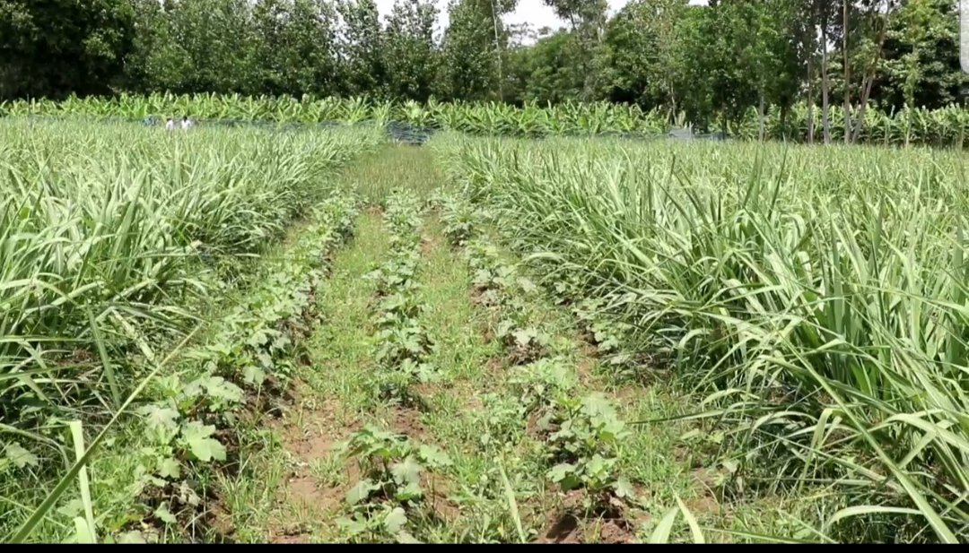 उत्तर प्रदेश आज एथॉनल का लगभग 150 कुंतल उत्पादन कर देश में पहले स्थान पर है। ग्रामीण अर्थव्यवस्था को सुदृढ़ बनाने की दिशा में लगभग 300 खाण्डसारी के लाइसेंस जारी हैं।