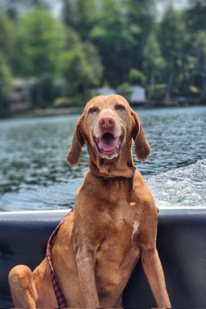 Have you ever seen a happy brudder Chester? Here's your chance! Usually, he's a grumpy old man, but when he gets in the boat, his smile comes out!😊😊😎
#dogs #dogsoftwitter #dogtwitter #boatlife #lakelife #cottagelife