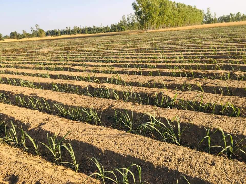 पंचामृत योजना के अंतर्गत राज्य सरकार द्वारा गन्ना किसानों की आय दुगनी करने के लिए नयी तकनीकी का प्रचार प्रसार किया गया। इसके तहत प्रशिक्षण देकर ट्रेंच विधि, पेड़ी प्रबंधन, ड्रिप इरीगेशन, मलचिंग एवं सहफ़सलों को प्रोत्साहित किया गया। नतीजा अब सामने आ रहा है।