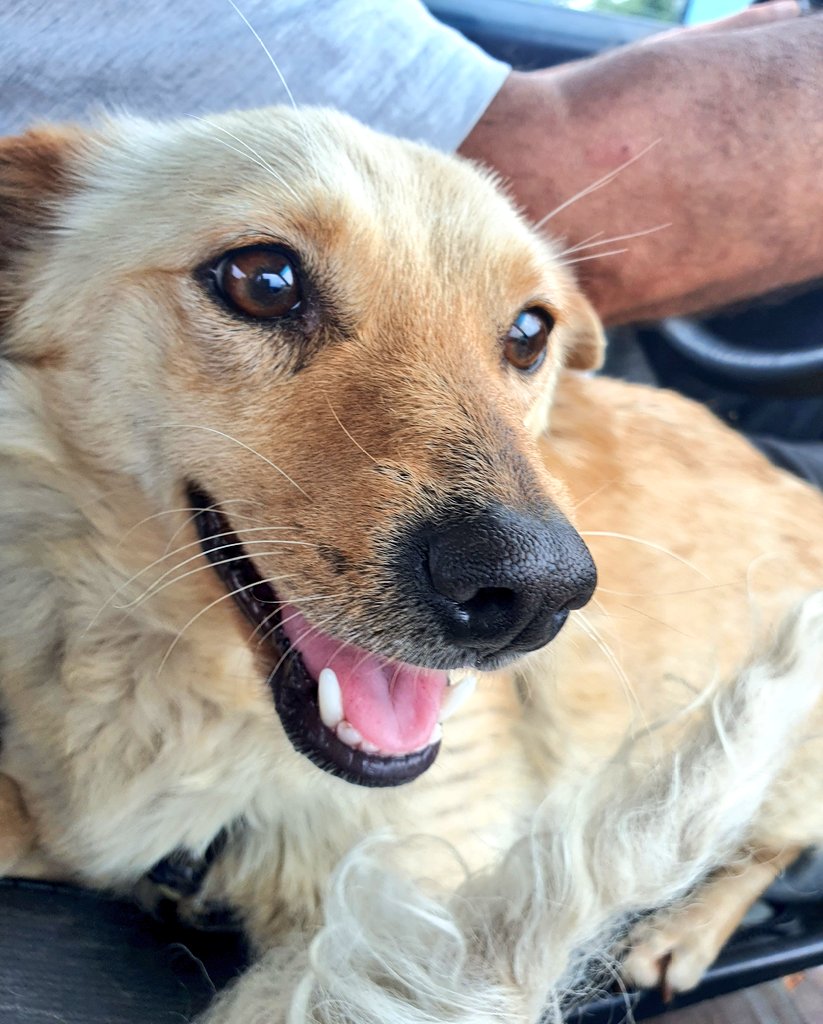 leagueofrescue's tweet photo. Deserves a second chance. Give this AMAZING rescued #DOG the loving home she deserves! Neutered, vaccinated, and passport ready. Great with other pets! Contact PP leagueofrescue@gmail.com or visit https://t.co/XVHtem1Z4b #AdoptDontShop #EveryoneDeservesASecondChance #SmallBreed https://t.co/JNngsAhK4W