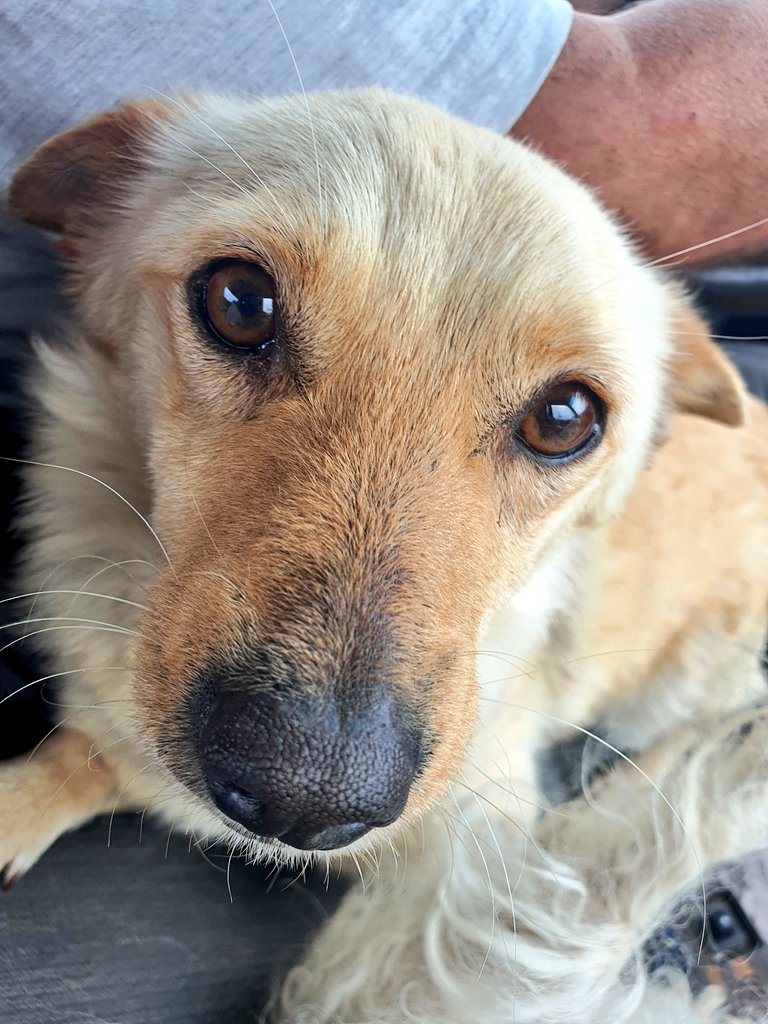 leagueofrescue's tweet photo. Deserves a second chance. Give this AMAZING rescued #DOG the loving home she deserves! Neutered, vaccinated, and passport ready. Great with other pets! Contact PP leagueofrescue@gmail.com or visit https://t.co/XVHtem1Z4b #AdoptDontShop #EveryoneDeservesASecondChance #SmallBreed https://t.co/JNngsAhK4W