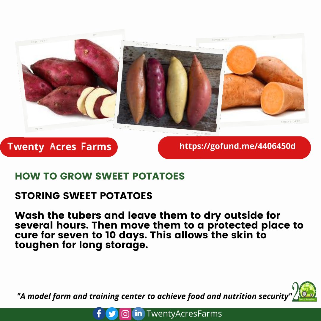 Finally
On  How to grow sweet potatoes #Potatoes  #SweetPotatoes #Farming #YoungAndFarming #TwentyAcresFarms #agriculture #Kenya #FoodSecurity