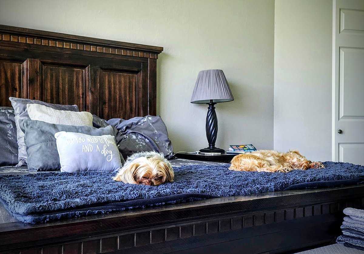 rockchalk06's tweet image. Little turds took over the bed 
#yorkiesoftwitter #muttsoftwitter #yorkie